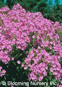 Phlox paniculata 'Shortwood'